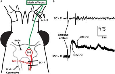 Effects of Ethanol on Sensory Inputs to the Medial Giant Interneurons of Crayfish